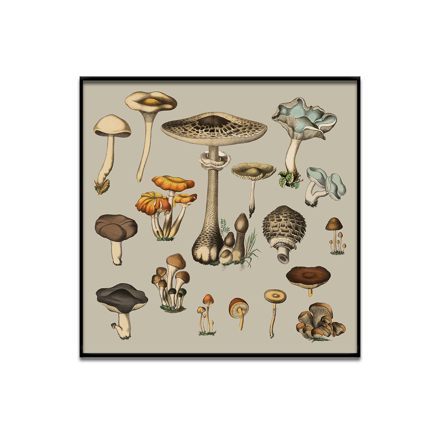 No. 2115 Fungi XV - 30cm x 30cm with Black Frame