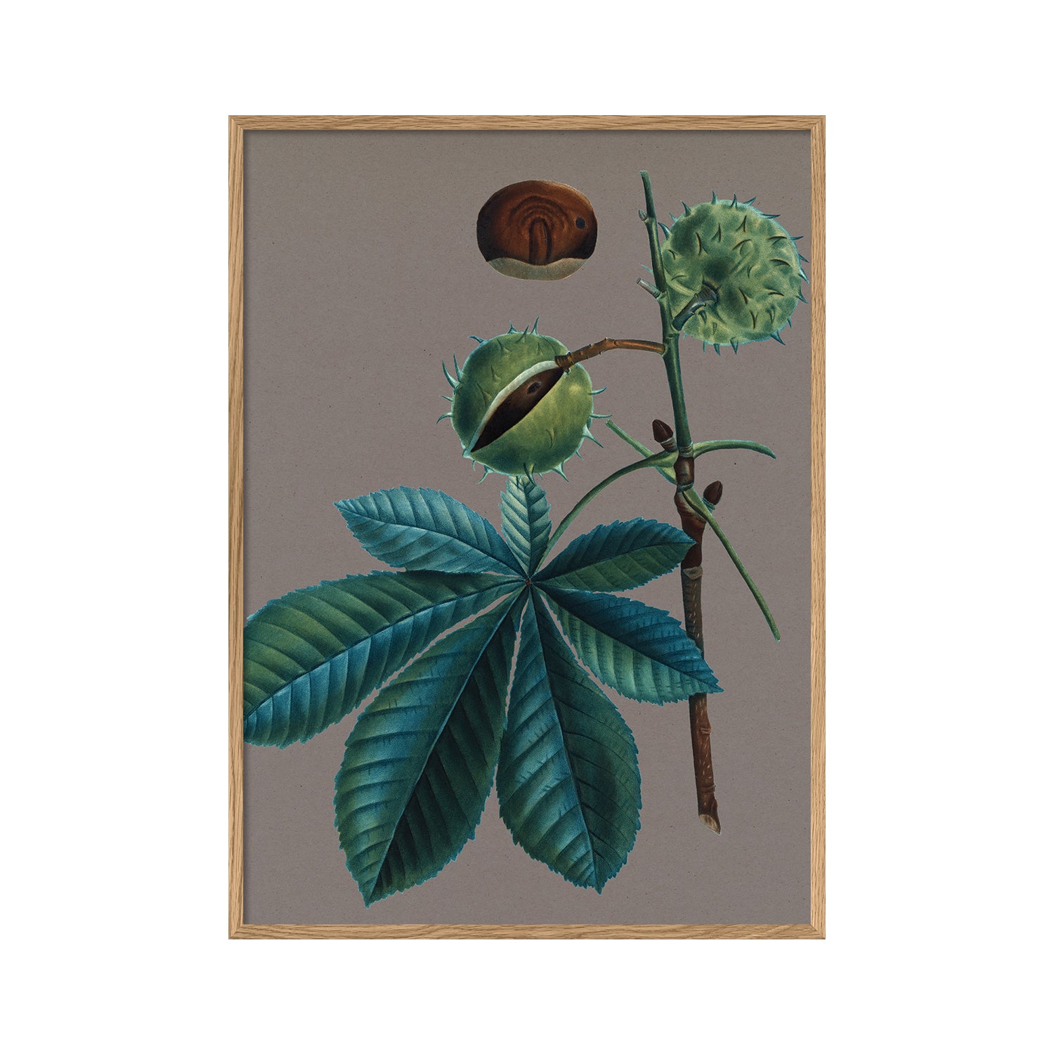 No. 6224 Esculus Hippocastanum - 70cm x 100cm with Oak Frame