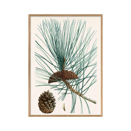 No. 6225 Pinus Iaricio - 30cm x 40cm with Oak Frame