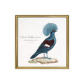 No. 6725 Colombi-Galline Goura - 61cm x 61cm with Gold Frame