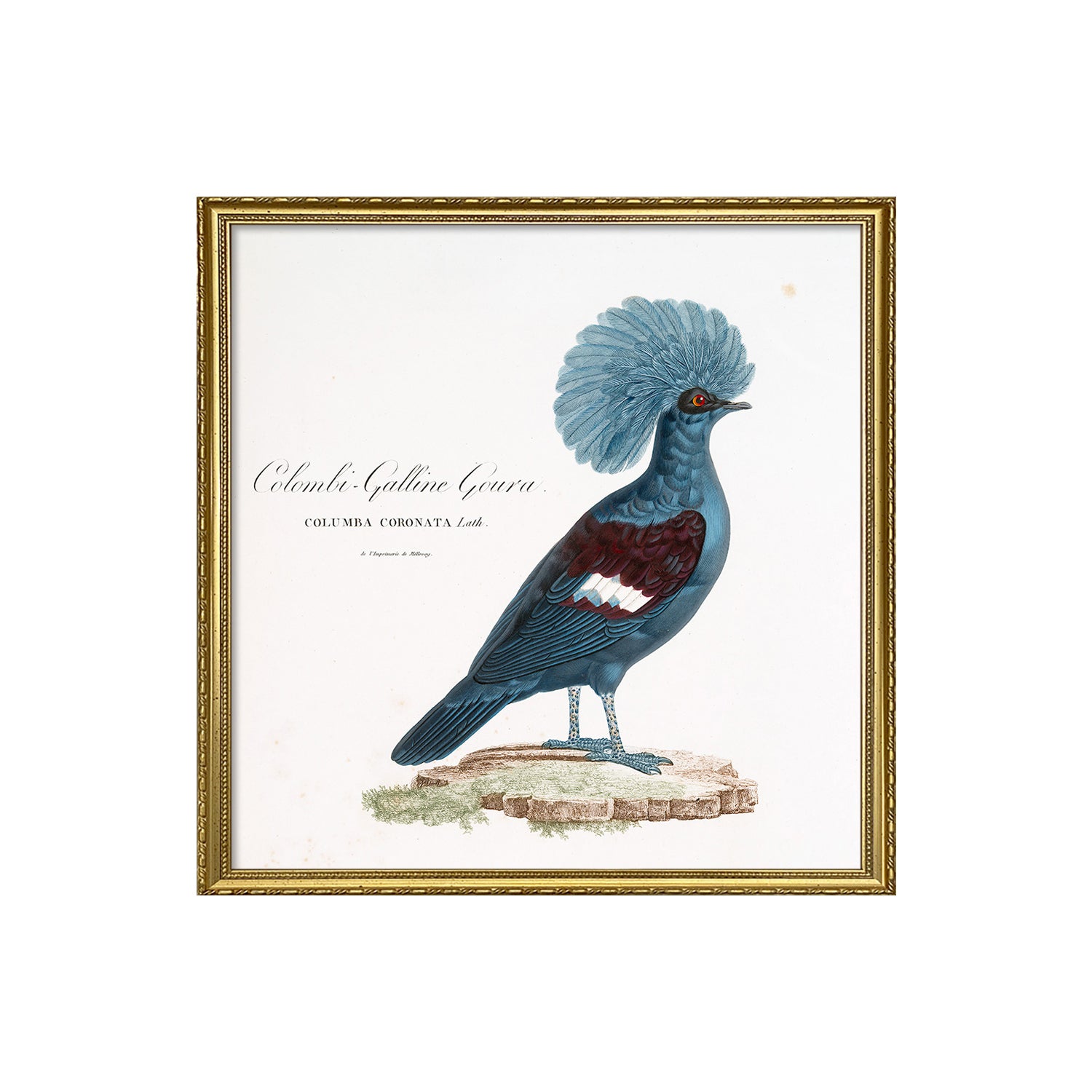 No. 6725 Colombi-Galline Goura - 61cm x 61cm with Gold Frame