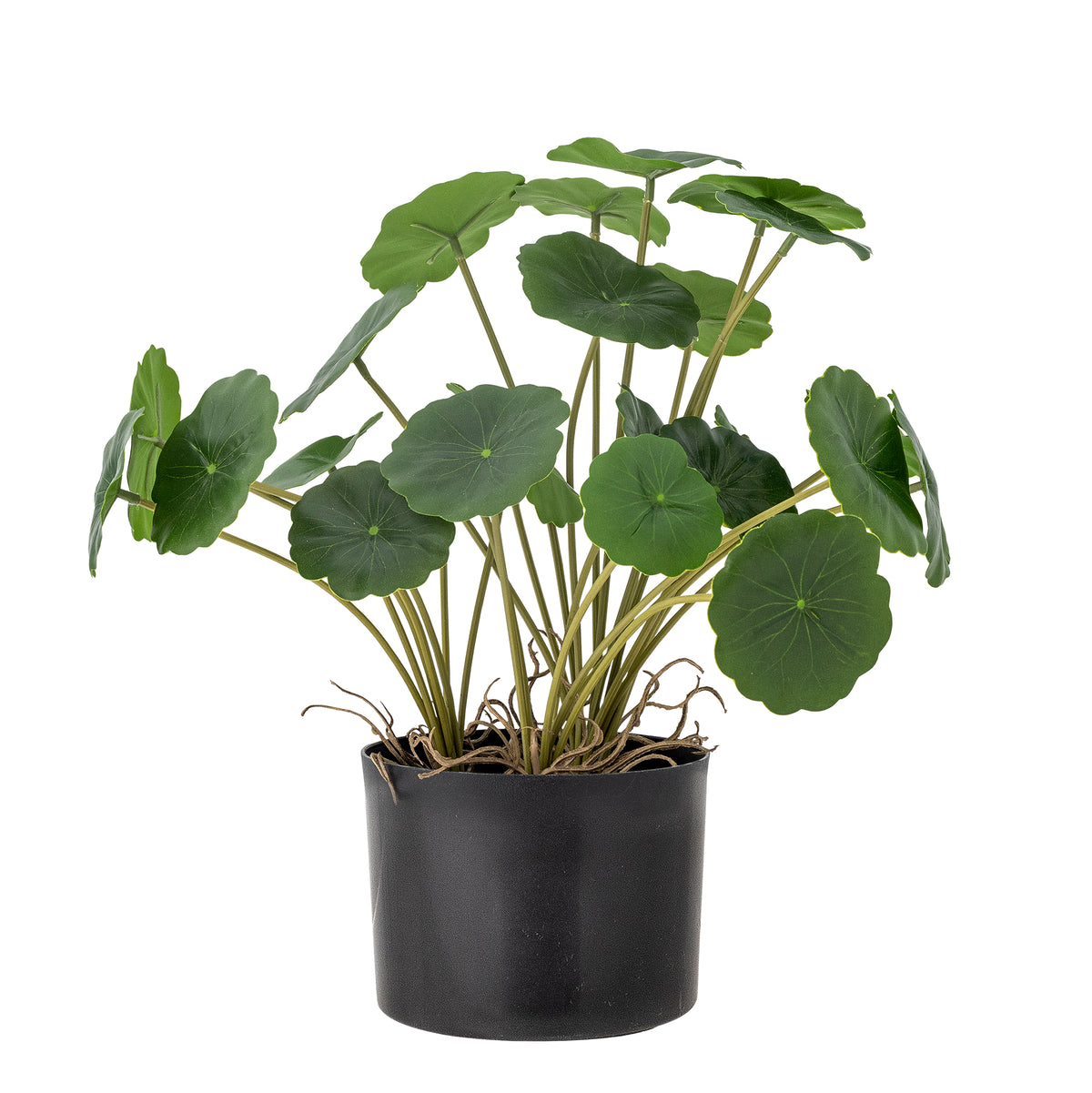 Potted plant with green leaves in a black pot on a white background