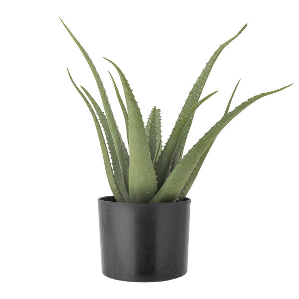 Potted aloe vera plant on a white background, in a black pot