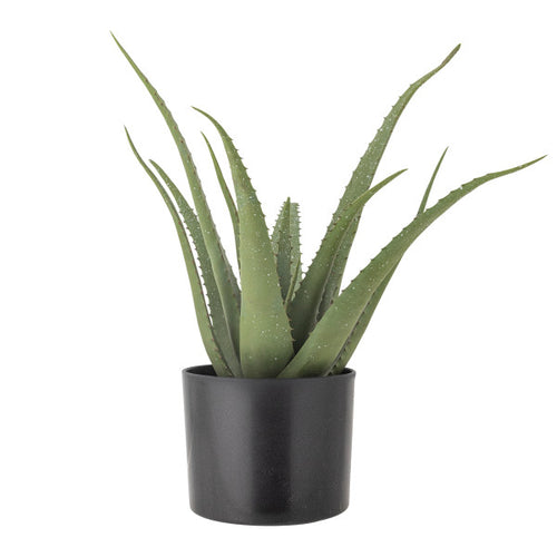 Potted aloe vera plant on a white background, in a black pot