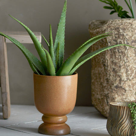Green aloe vera plant in a terracotta pot on a wooden surface with a room set image