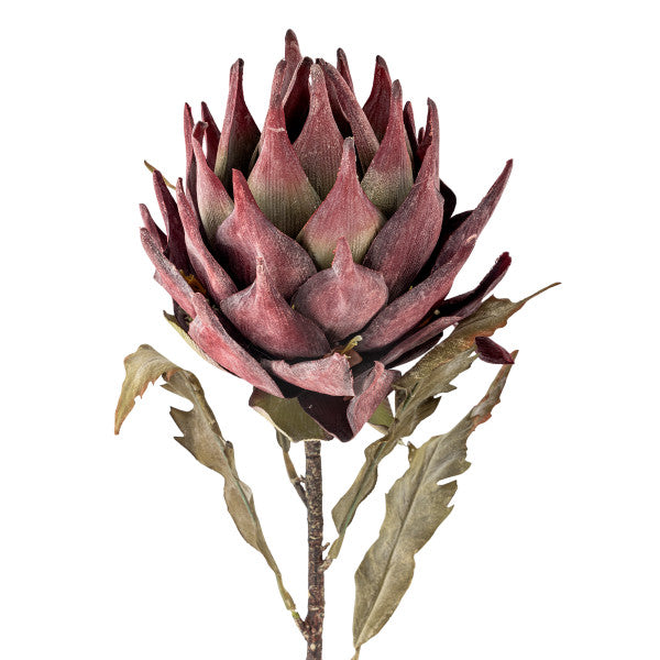 Artificial protea flower with green leaves on a white background