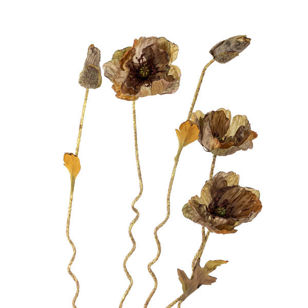 Close Up dried poppy flowers on a white background