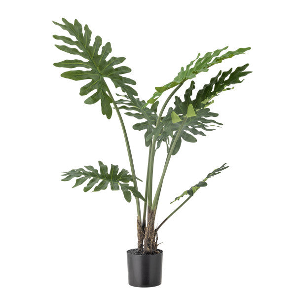 Green leafy plant in a black pot