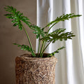 Potted plant in a textured pot with a white curtain in the background