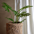 Potted plant in a textured pot with a white curtain in the background