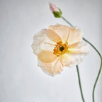 Light orange flower with a blurred background