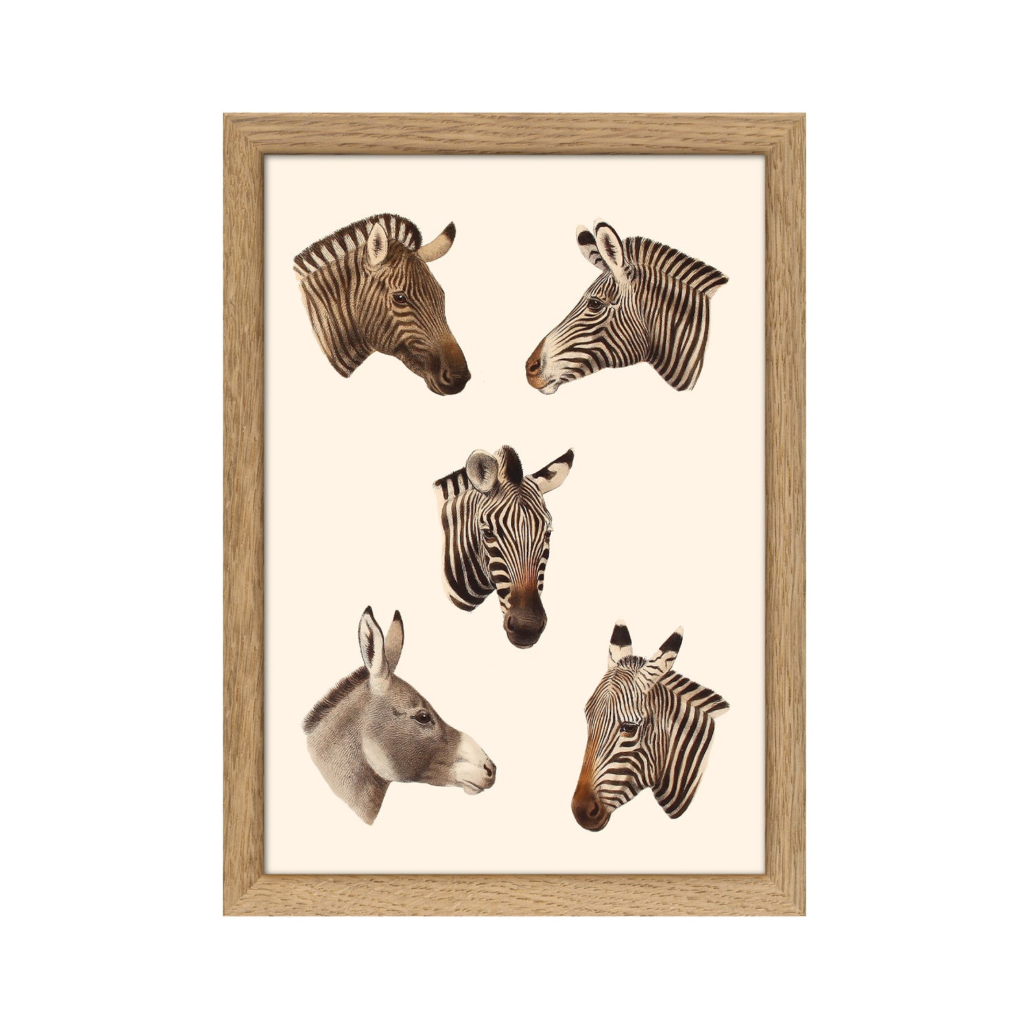 No. RC236 Quaggas & Zebras - 15cm x 21cm with Oak Frame
