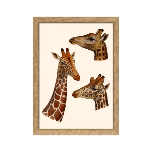No. RC239 Giraffes - 15cm x 21cm with Oak Frame