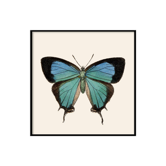 No. SQ169 Blue Butterfly - 15cm x 15cm with Black Frame
