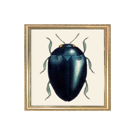 No. SQ173 Black Beetle - 15cm x 15cm with Gold Frame