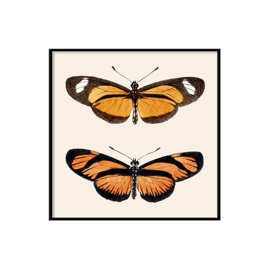 No. SQ175 Orange Butterflies - 15cm x 15cm with Black Frame