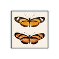 No. SQ175 Orange Butterflies - 15cm x 15cm with Black Frame