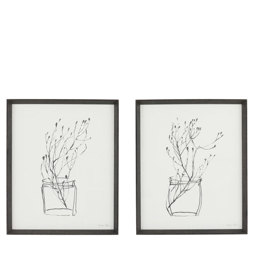 Two framed black and white line drawings of plants on a white background