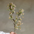 Branch with small flowers against a neutral background
