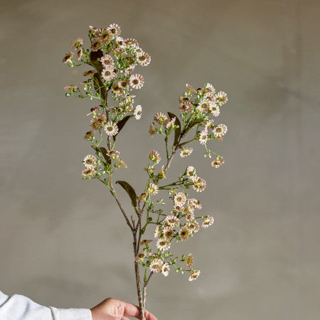 Branch with small flowers against a neutral background