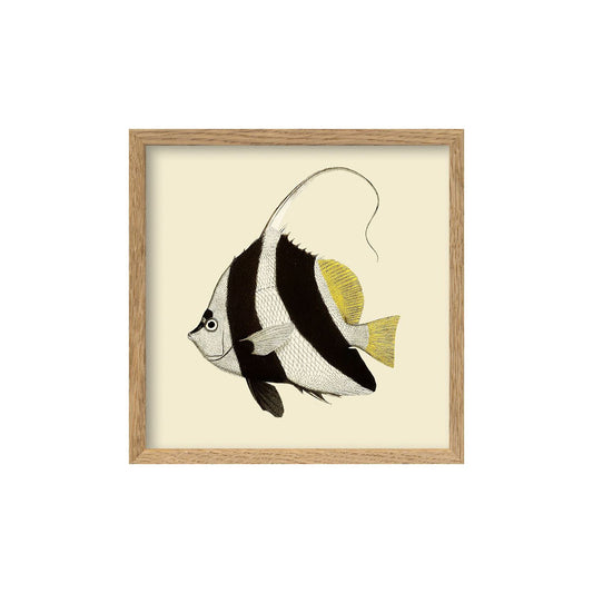 No. SQ178 Black & White Fish Mini Print With Oak Frame - 15cm x 15cm