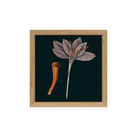 No. SQ153 Florium Noir Herb With Oak Frame - 15cm x 15cm