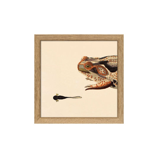 No. SQ090 Orange Dotted Frog & Tail Toad With Oak Frame - 15cm x 15cm