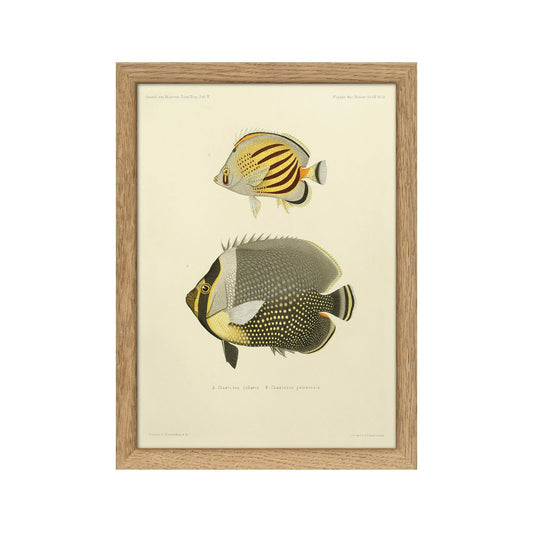 No. RC030 White Collar & Dot Dash Butterfly Fish With Oak Frame - 15cm x 21cm