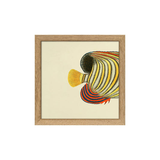 No. SQ102 Yellow Striped Fish Tail With Oak Frame - 15cm x 15cm