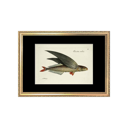 No. D006 Flying Fish With Gold Frame - 21cm x 30cm