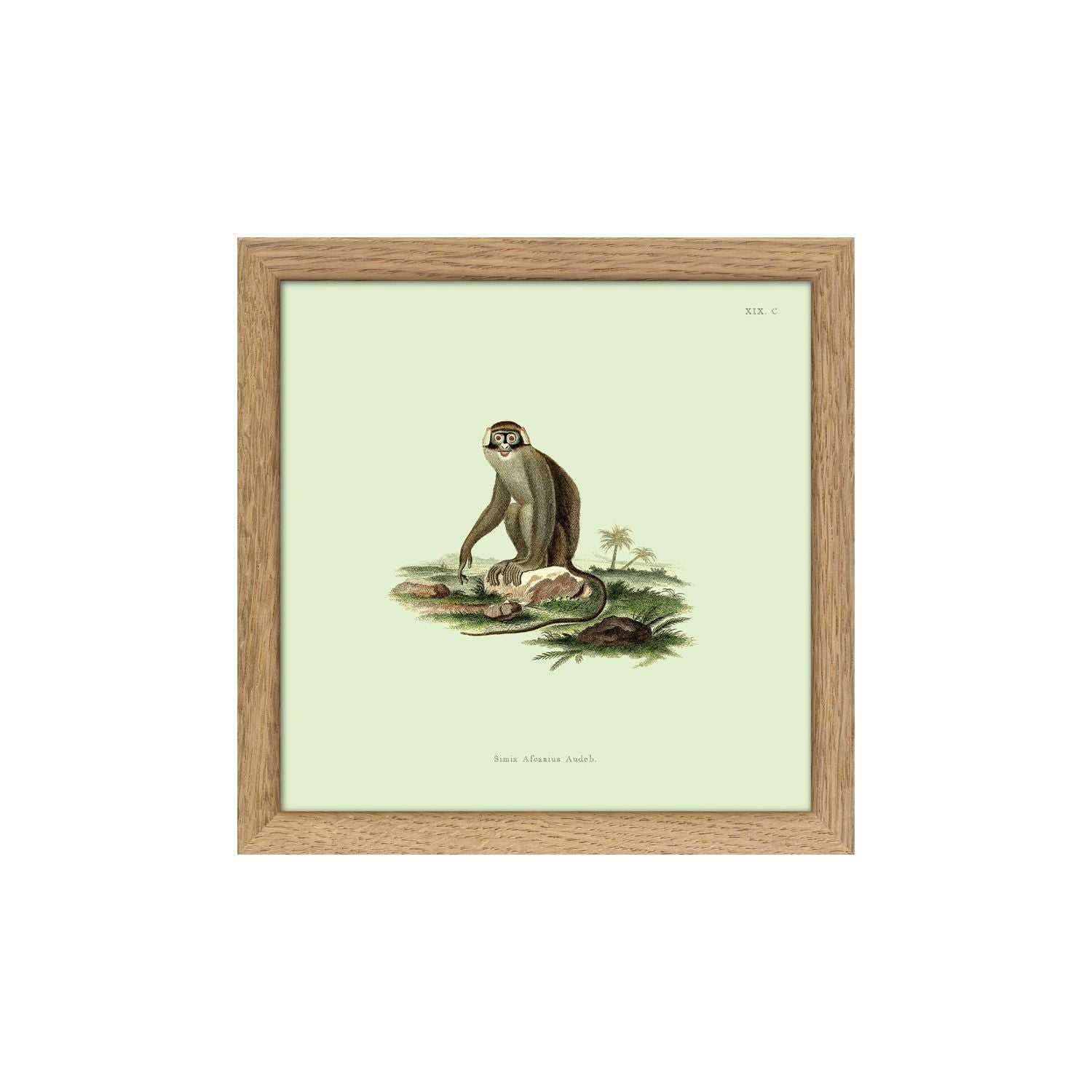 No. SQ5004 Monkey 2 Mini Print With Oak Frame - 15cm x 15cm