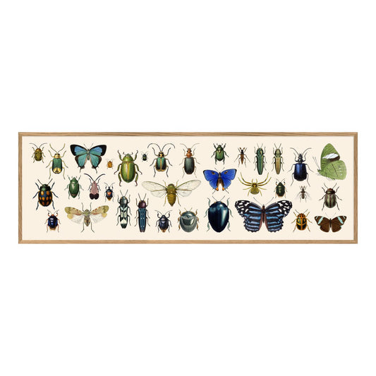 No. 5501 Butterflies & Beetles With Oak Frame - 20cm x 60cm