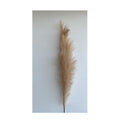 Reed Stem - Brown