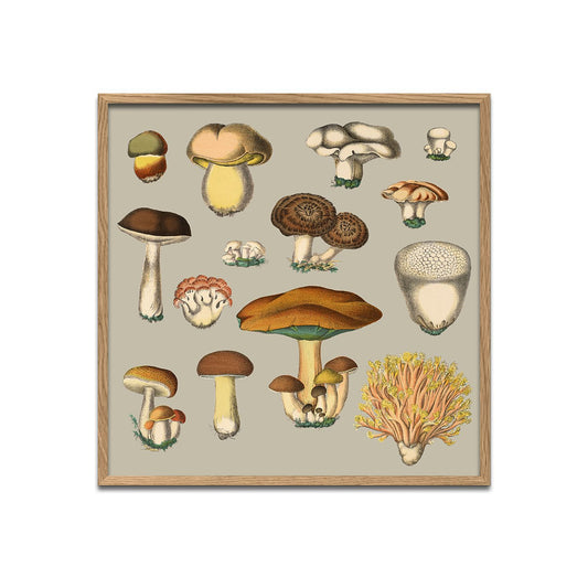 No. 2113 Fungi With Oak Frame - 30cm x 30cm
