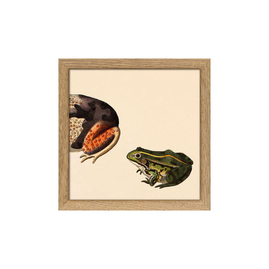 No. SQ091 Orange Dotted Frog Rear & Small Green Frog With Oak Frame - 15cm x 15cm