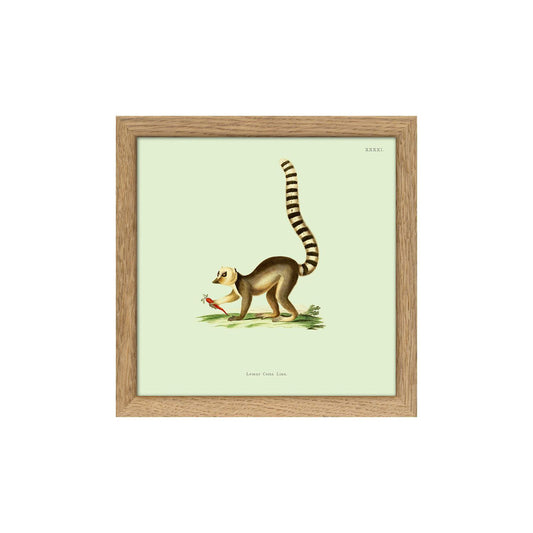 No. SQ5006 Lemur Mini Print With Oak Frame - 15cm x 15cm