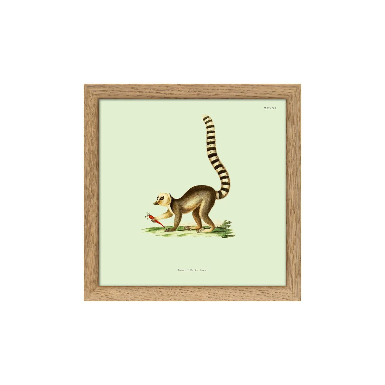 No. SQ5006 Lemur Mini Print With Oak Frame - 15cm x 15cm