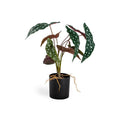Ornamental Potted Philo Leaf Plant