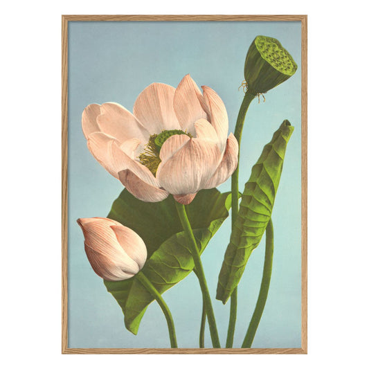 No. 9007 Triple Lotus Print With Oak Frame - 70cm x 100cm