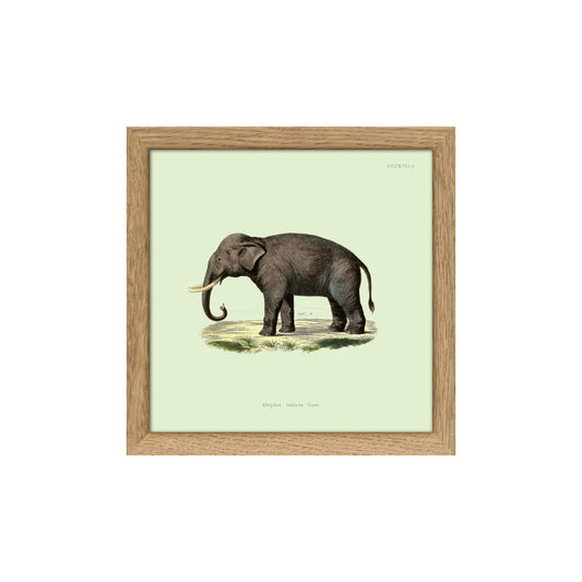 No. SQ5000 Elephant Mini Print With Oak Frame - 15cm x 15cm