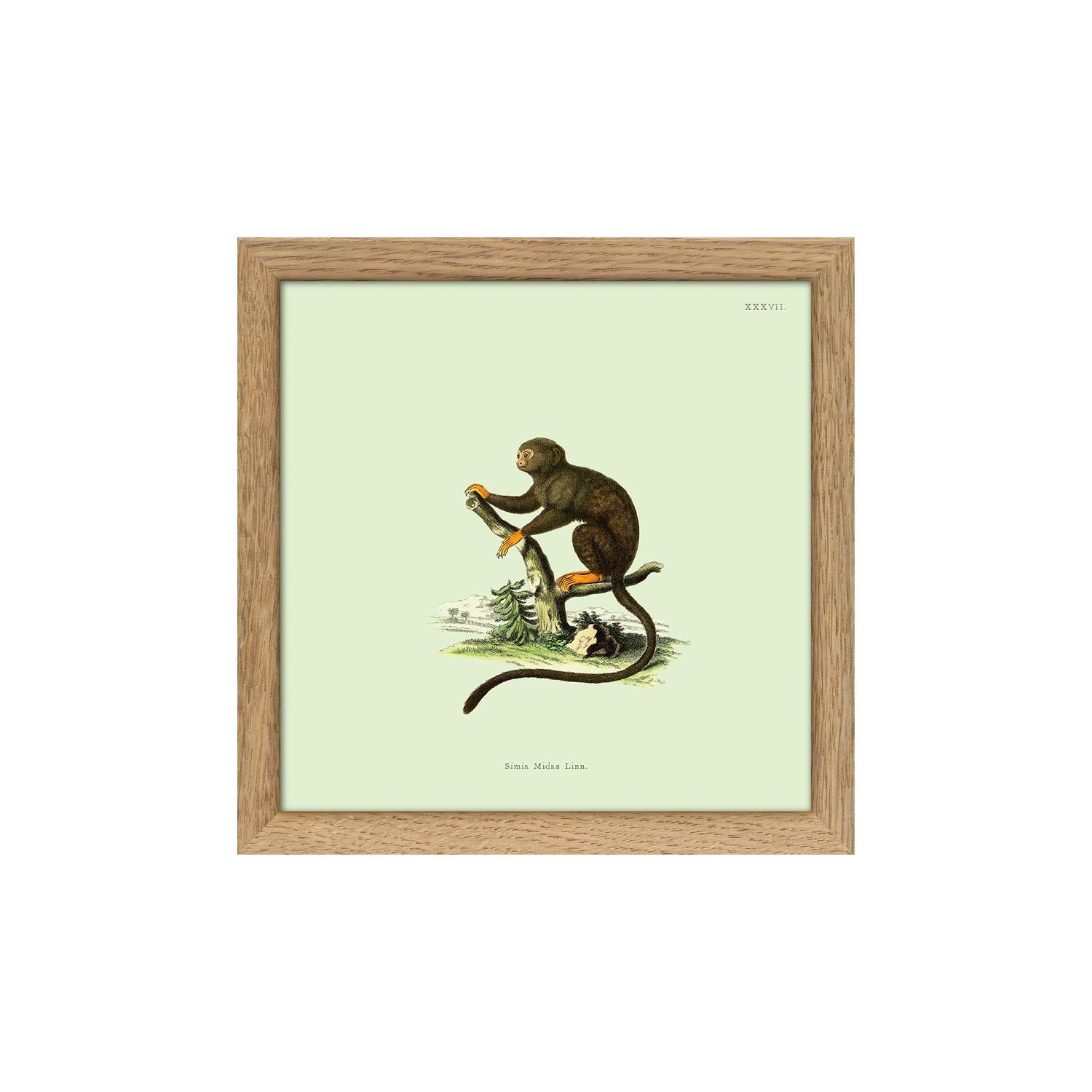 No. SQ5007 Orange Monkey Mini Print With Oak Frame - 15cm x 15cm