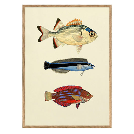 No. 3906P The Fishes With Oak Frame - 50cm x 70cm