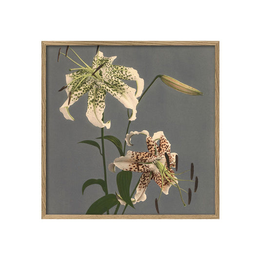 No. 9006 Lilium Speciosum Print With Oak Frame - 61cm x 61cm