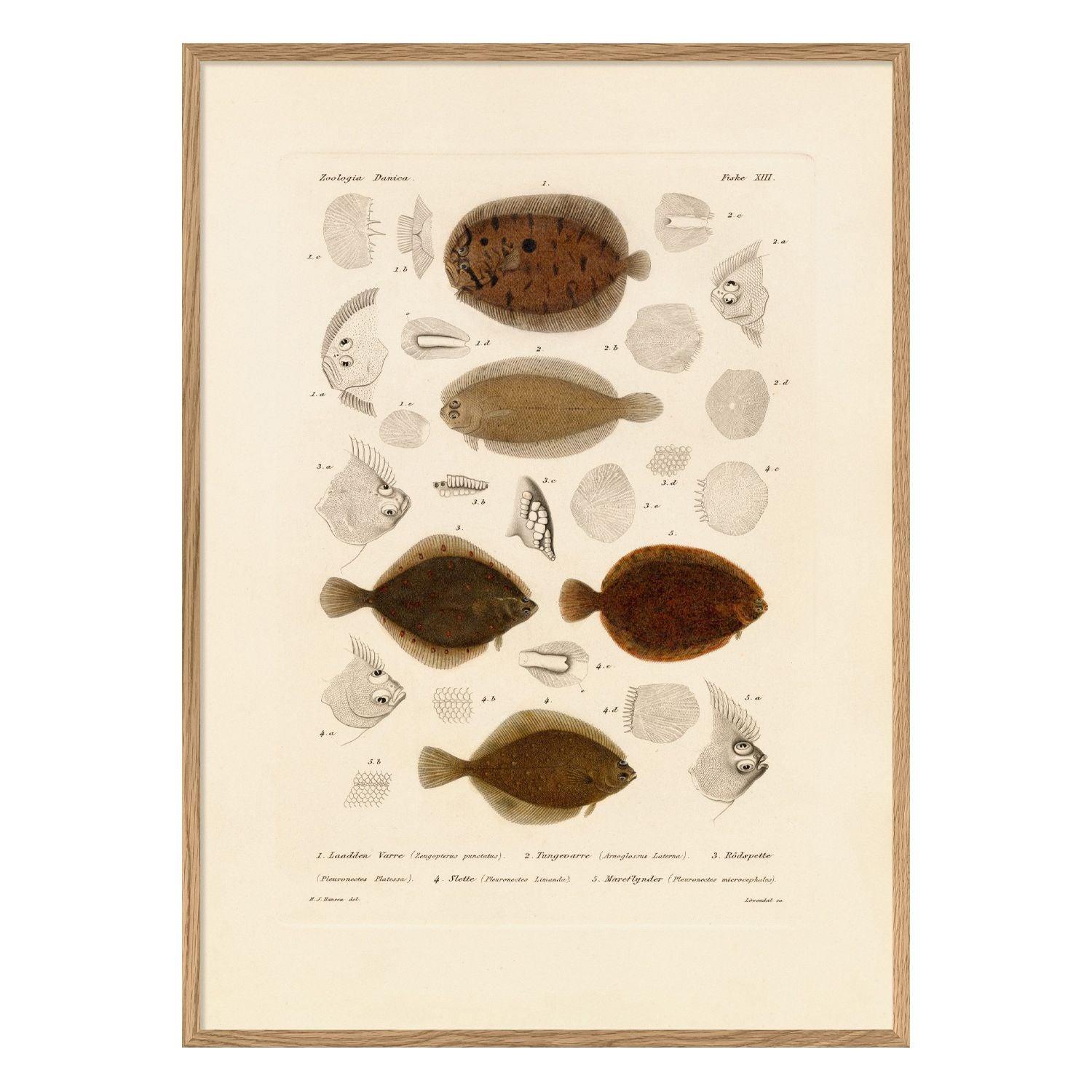 No. 7803 Fiske XIII With Oak Frame - 30cm x 40cm