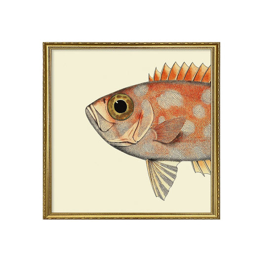 No. 5610 Half Fish Head Spotted Orange With Gold Frame - 61cm x 61cm