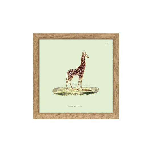 No. SQ5003 Giraffe Mini Print With Oak Frame - 15cm x 15cm