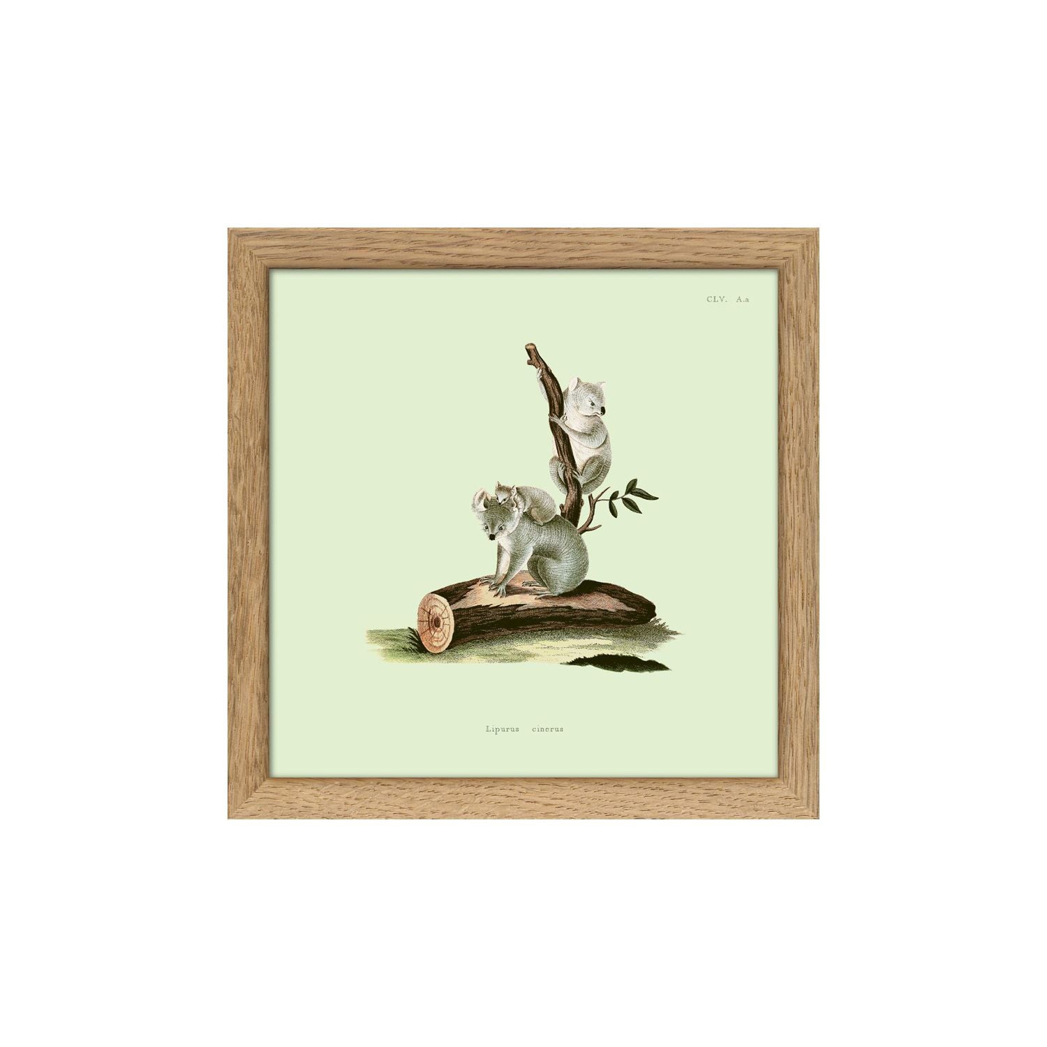 No. SQ5001 Koalas Mini Print With Oak Frame - 15cm x 15cm