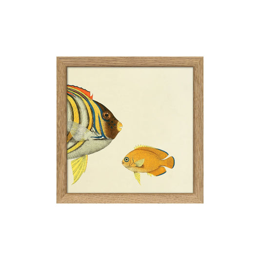 No. SQ103 Yellow Striped Fish Head With Oak Frame - 15cm x 15cm