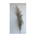 Reed Stem - Grey
