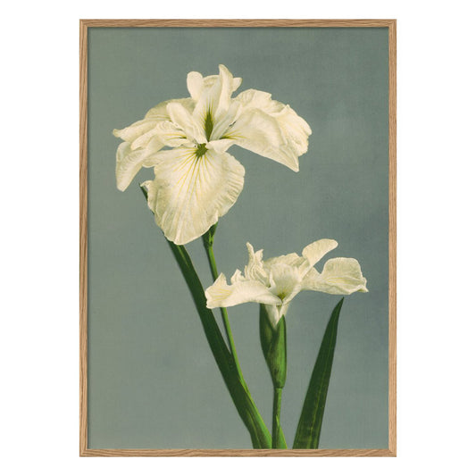 No. 9001 Iris Laevigata Print With Oak Frame - 70cm x 100cm